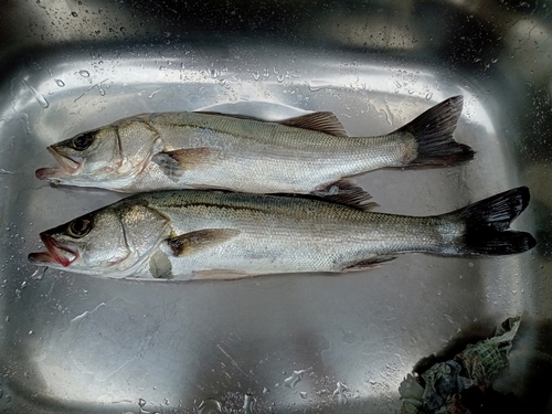 スズキの釣果