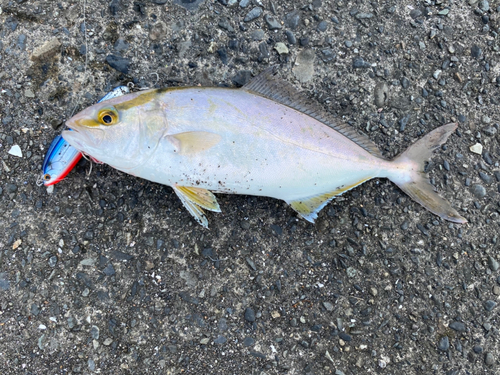 ショゴの釣果