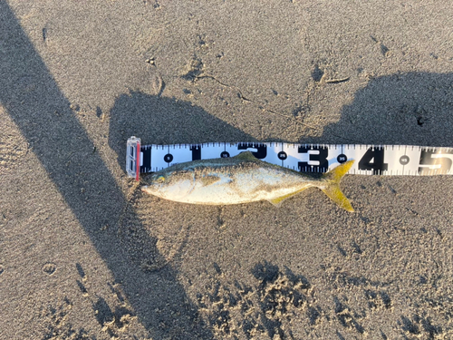 ワカシの釣果