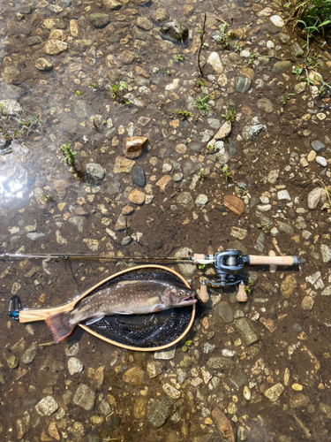 トラウトの釣果