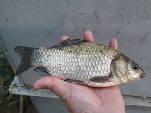 フナの釣果