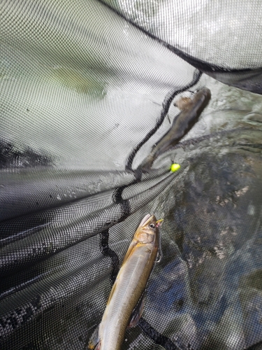 ヨシノボリの釣果