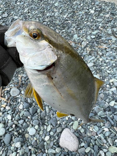 ショゴの釣果