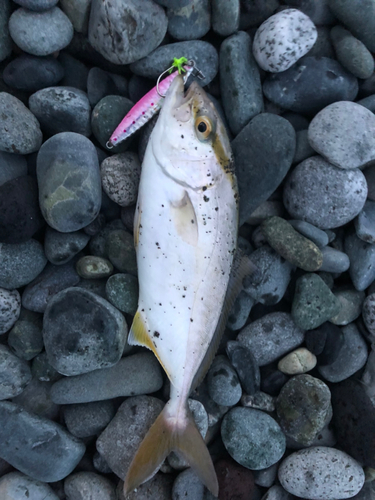 ショゴの釣果