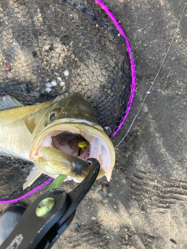 シーバスの釣果