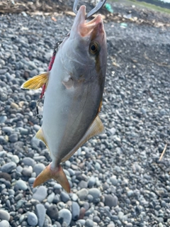 ショゴの釣果