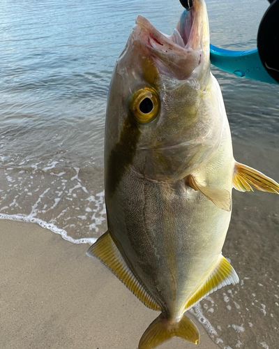 ネリゴの釣果