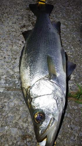 ヒラスズキの釣果