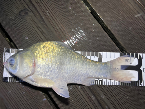 ヘラブナの釣果