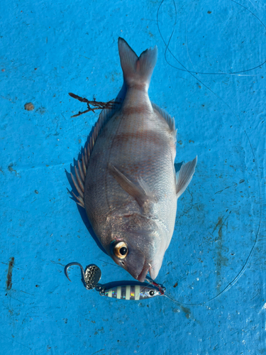 タイの釣果