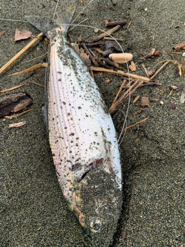 コノシロの釣果