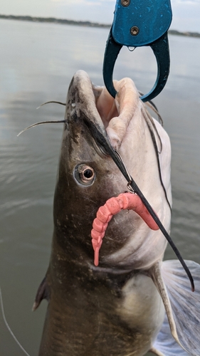 アメリカナマズの釣果