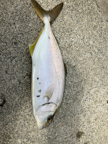 ショゴの釣果