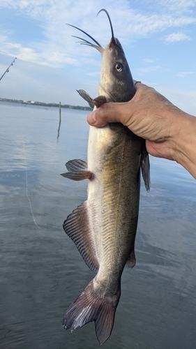 アメリカナマズの釣果