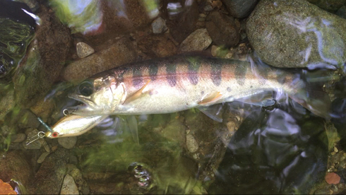 ヤマメの釣果