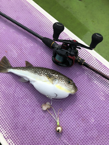 ショウサイフグの釣果