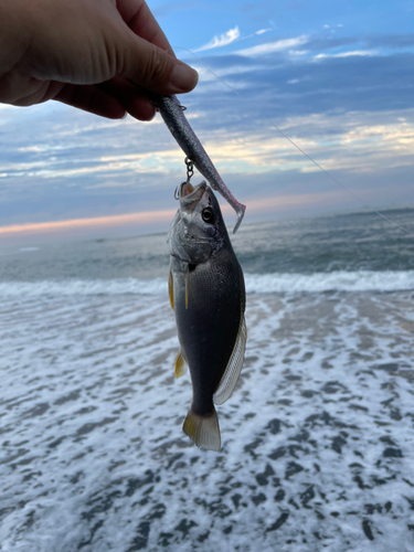 ニベの釣果