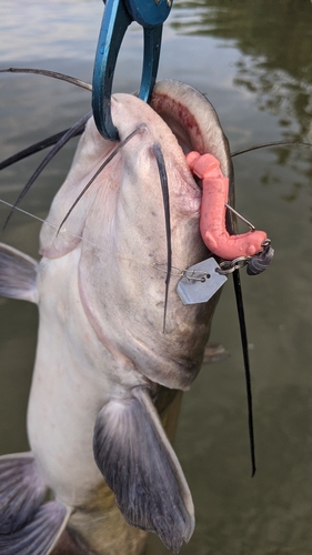 アメリカナマズの釣果