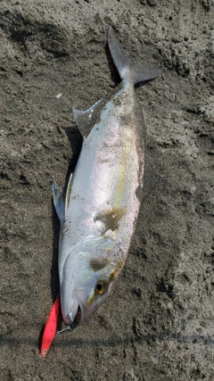 ショゴの釣果