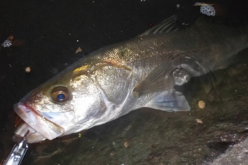 スズキの釣果