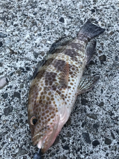 オオモンハタの釣果