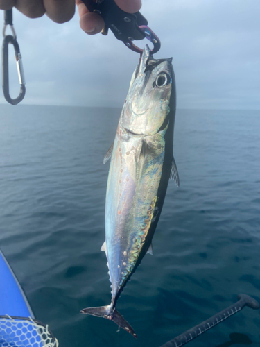 ソウダガツオの釣果