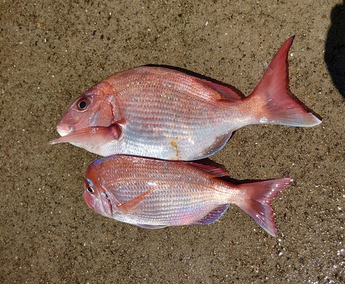 タイの釣果