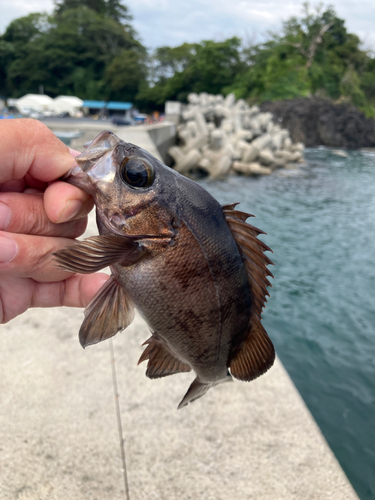 アカメバルの釣果