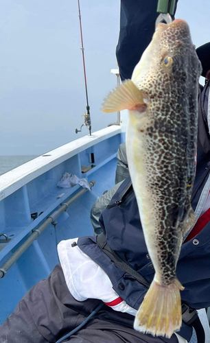 ショウサイフグの釣果