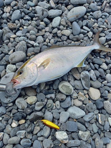 ショゴの釣果