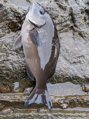 メジナの釣果