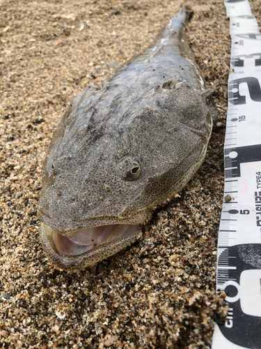 マゴチの釣果