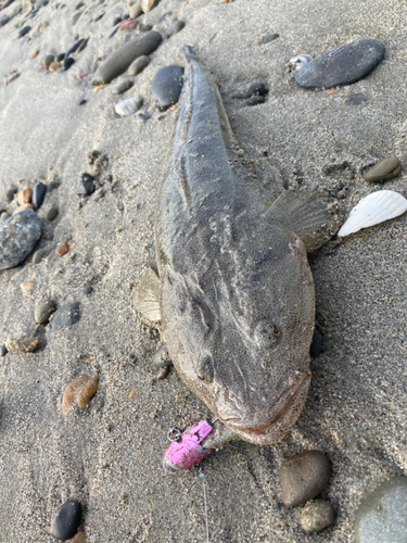 マゴチの釣果