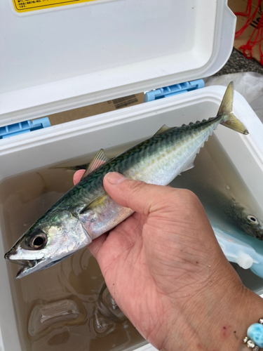 サバの釣果