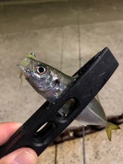 アオアジの釣果