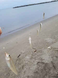 キスの釣果