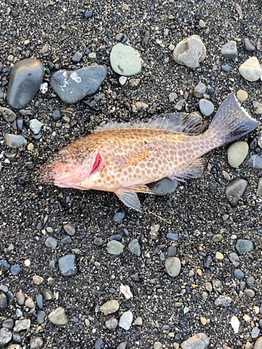 オオモンハタの釣果