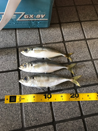 アジの釣果