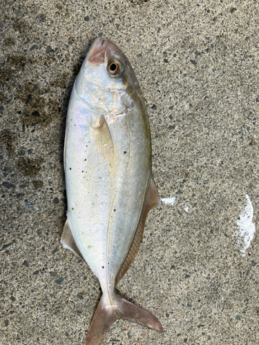 ショゴの釣果