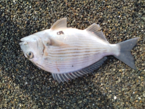 ヘダイの釣果