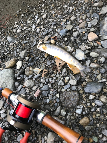 イワナの釣果