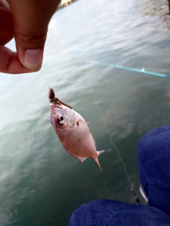 チャリコの釣果