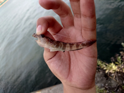 イトヒキハゼの釣果