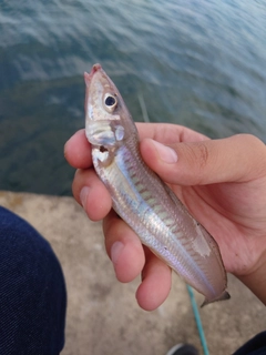 キスの釣果