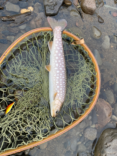 アメマスの釣果