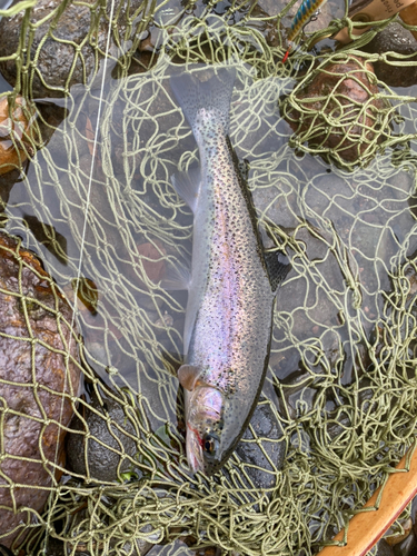 ニジマスの釣果