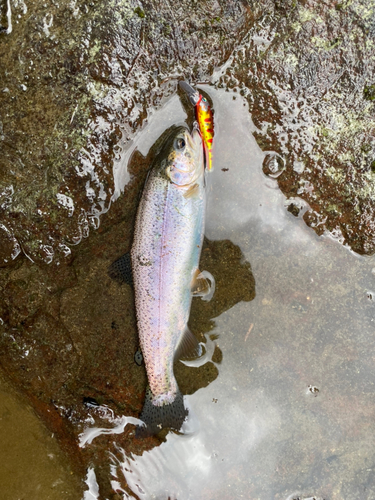 ニジマスの釣果