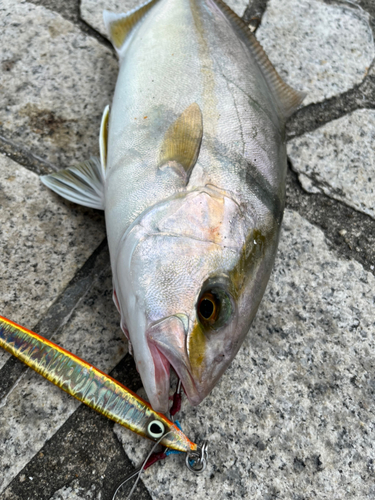 シオの釣果