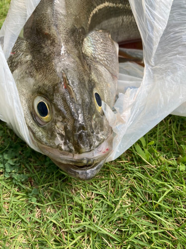 フッコ（マルスズキ）の釣果