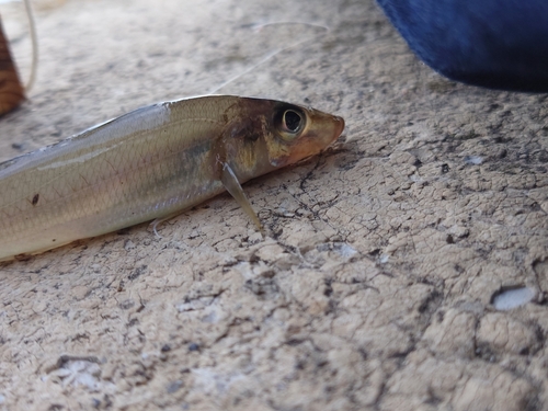 キスの釣果